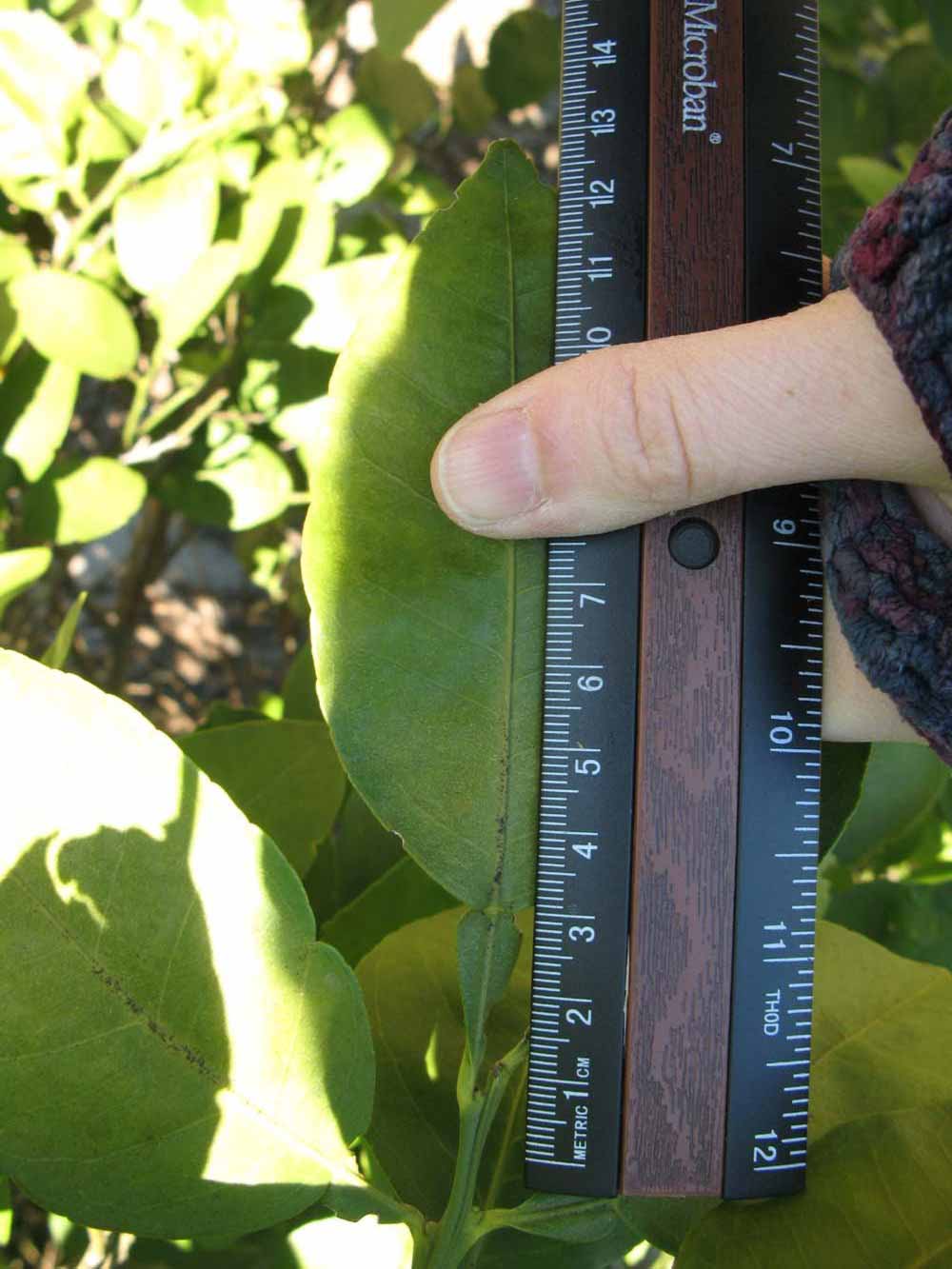              Unifoliolate leaf (Winter Haven, FL)       